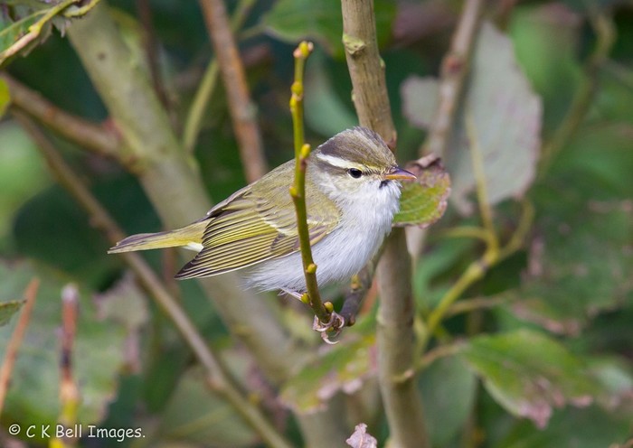 Eastern Crowned Warbler