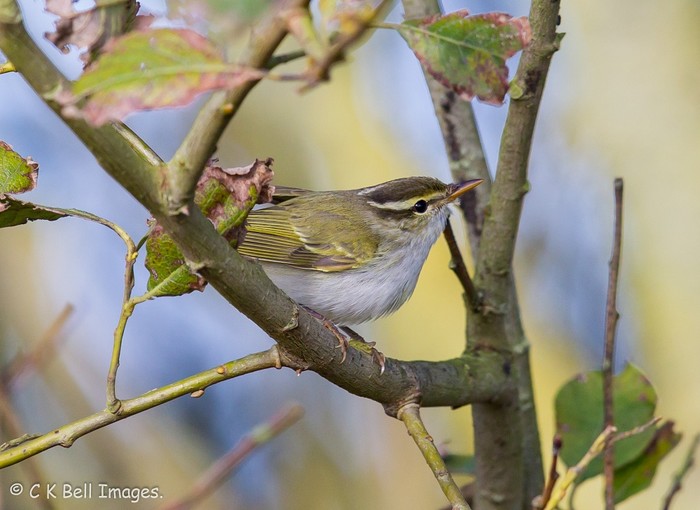 Eastern Crowned Warbler