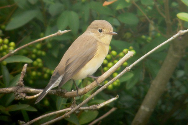 Red-breasted Flycatcher