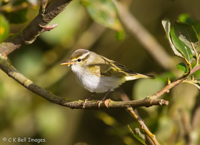 Eastern Crowned Warbler