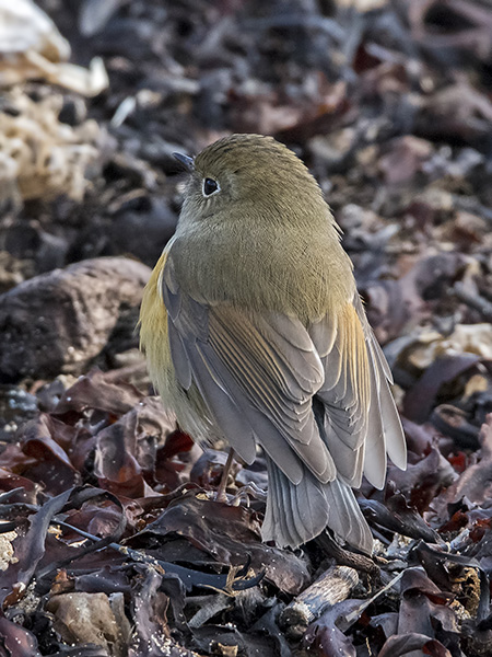 Red-flanked Bluetail
