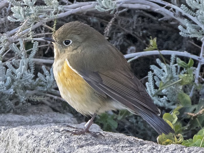 Red-flanked Bluetail