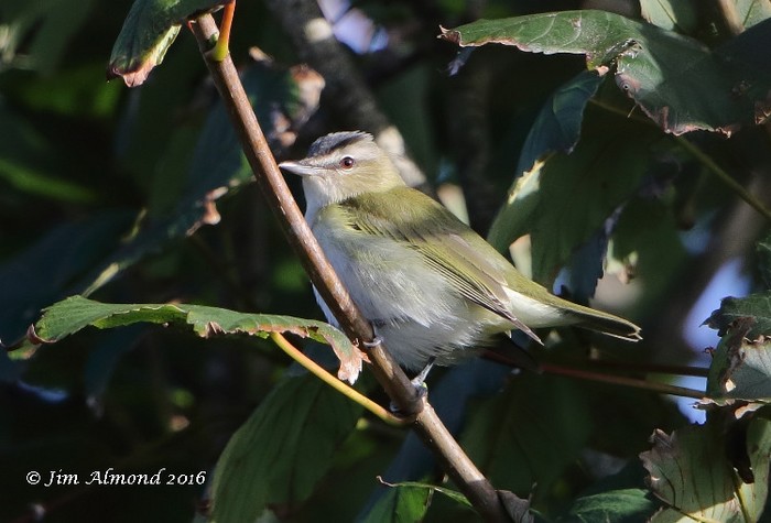 Red-eyed Vireo