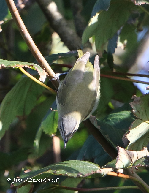 Red-eyed Vireo