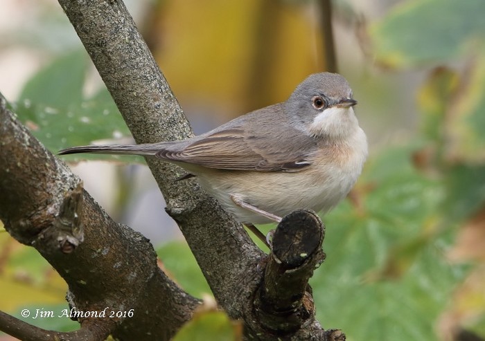 Western Subalpine Warbler