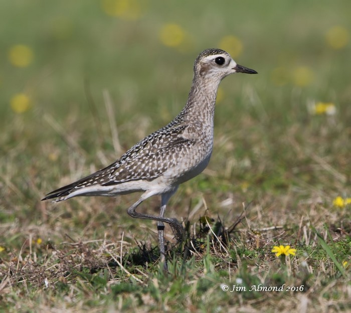 American Golden Plover