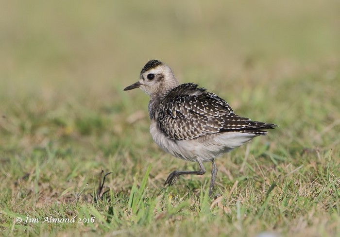 American Golden Plover