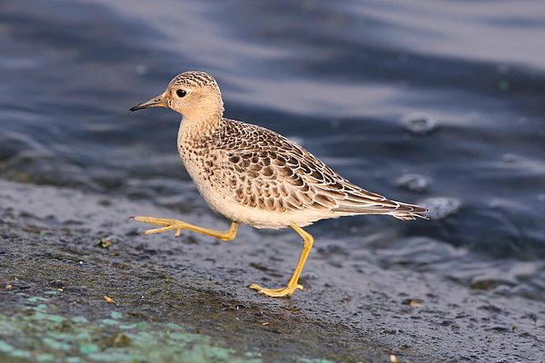 Buff-breasted Sandpiper