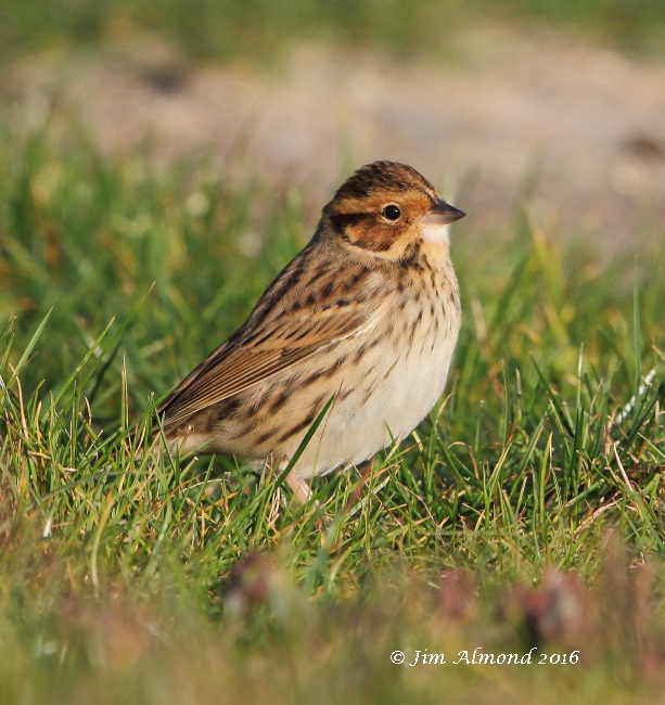 Little Bunting