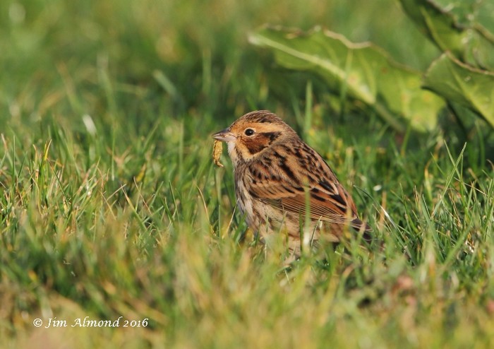 Little Bunting