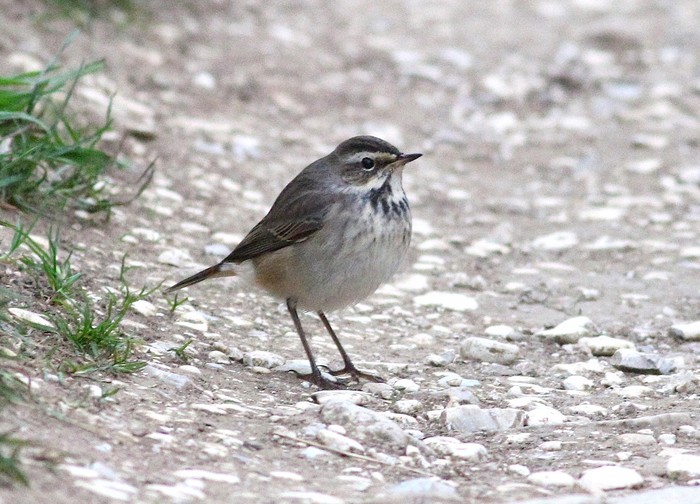 Bluethroat