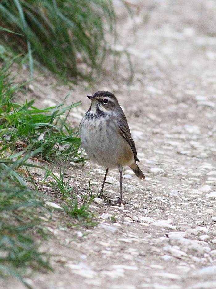 Bluethroat