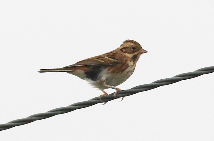 Rustic Bunting