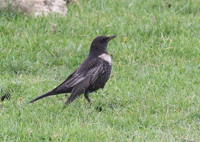 Ring Ouzel