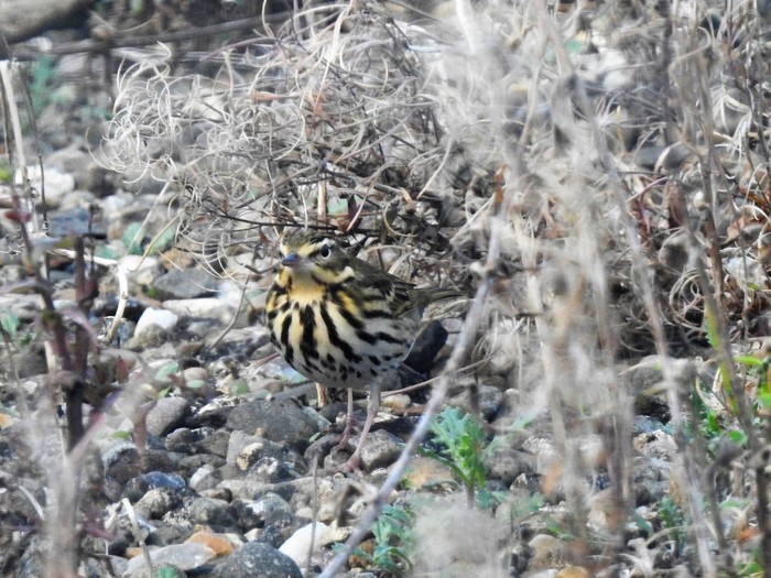 Olive-backed Pipit