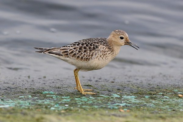 Buff-breasted Sandpiper