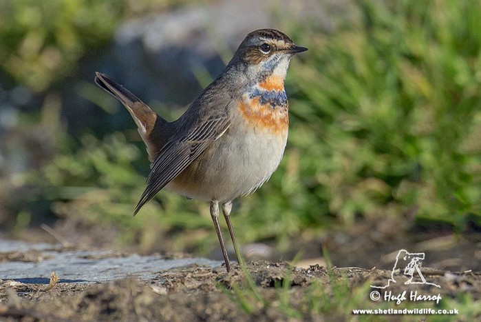 Bluethroat