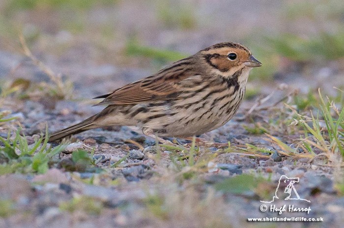 Little Bunting