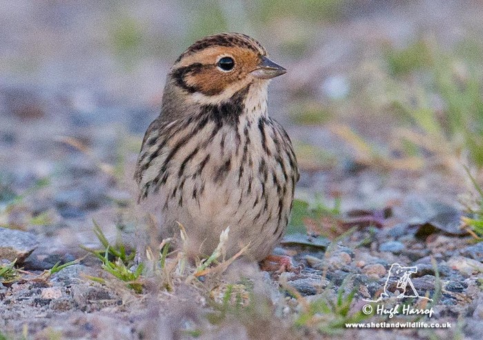 Little Bunting