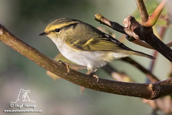 Pallas's Warbler