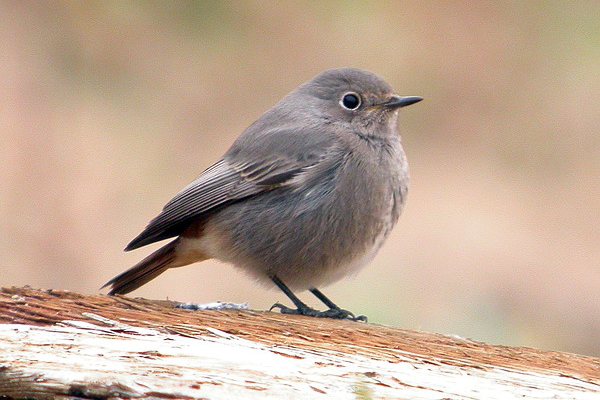 Black Redstart