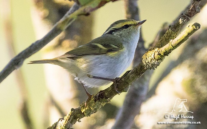 Pallas's Warbler