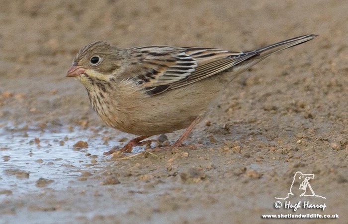 Ortolan Bunting