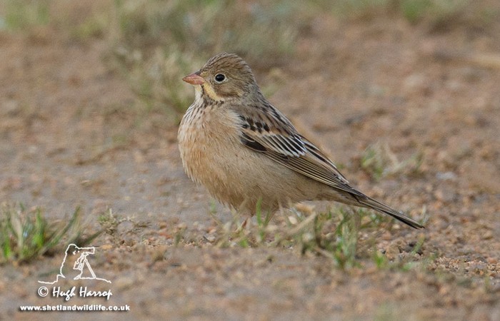 Ortolan Bunting