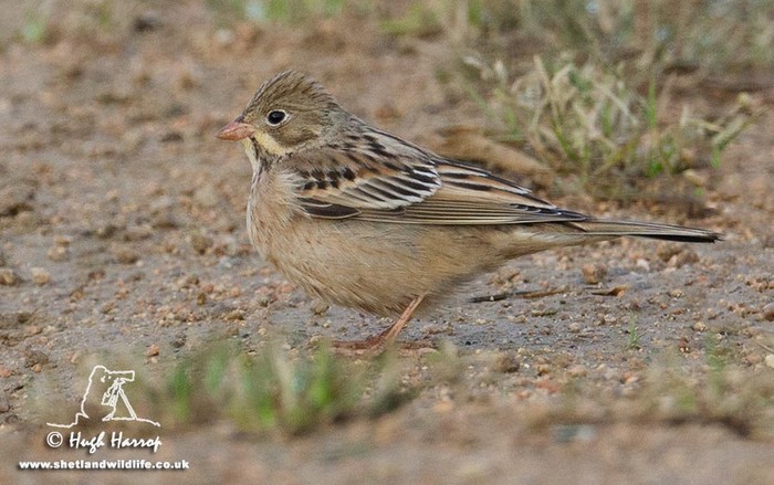 Ortolan Bunting