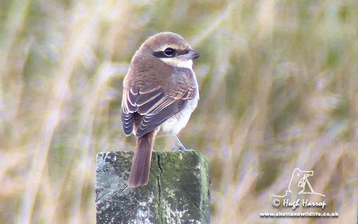 Brown Shrike