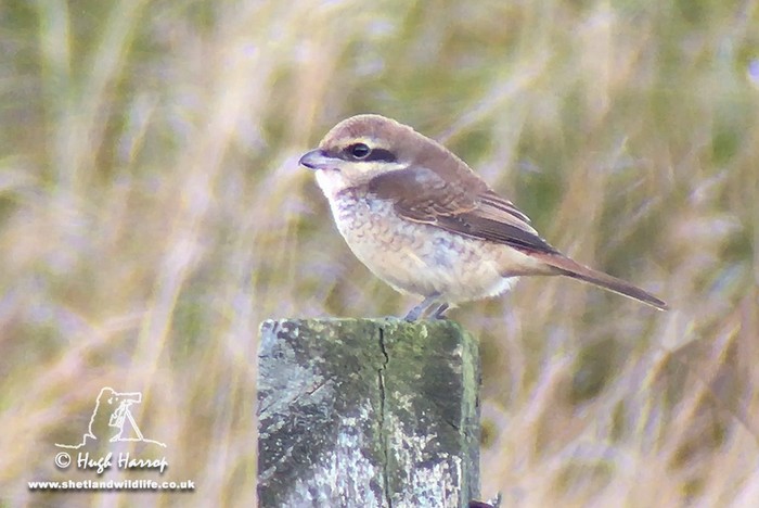 Brown Shrike