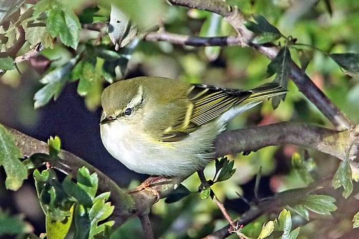 Yellow-browed Warbler