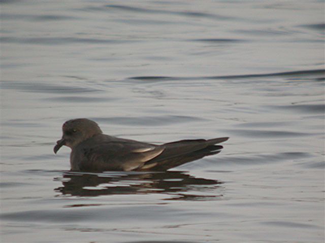 Leach's Petrel