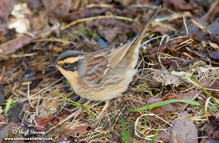 Siberian Accentor