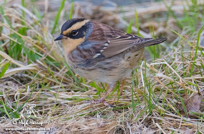 Siberian Accentor