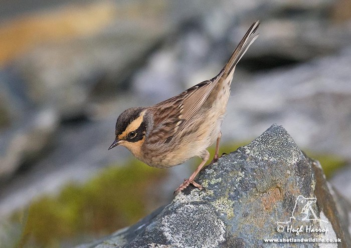 Siberian Accentor