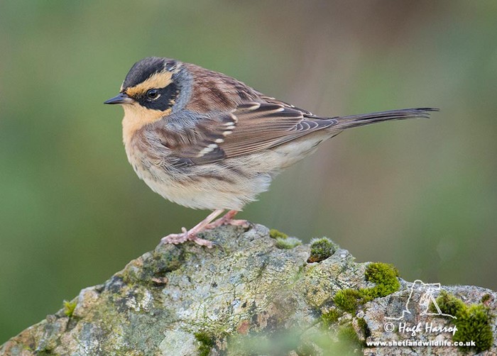 Siberian Accentor