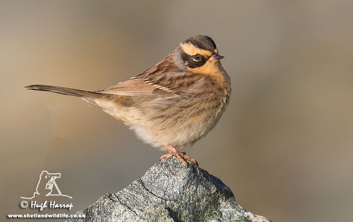 Siberian Accentor