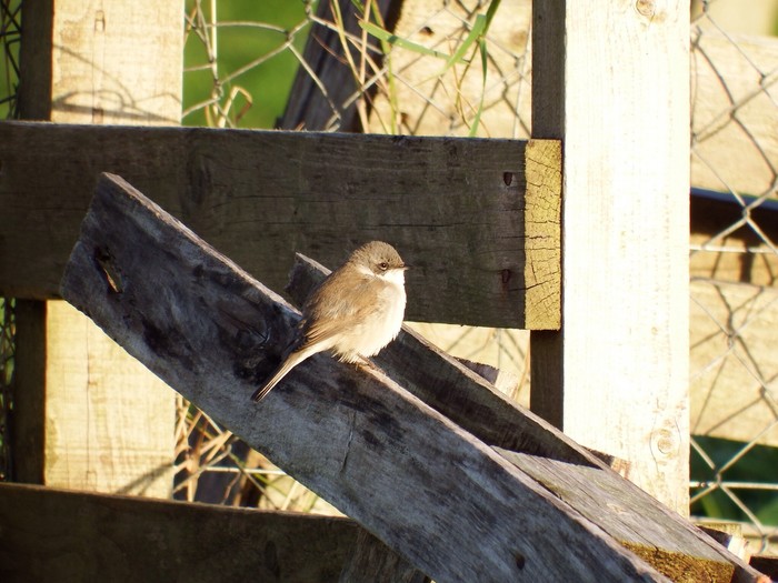 Lesser Whitethroat