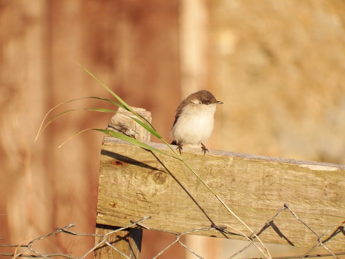 Lesser Whitethroat