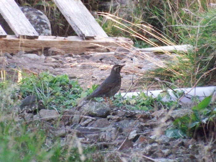Siberian Thrush