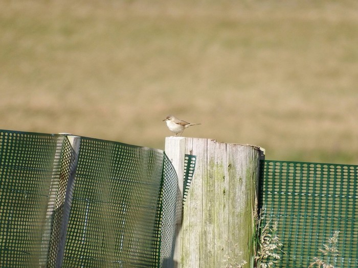 Paddyfield Warbler
