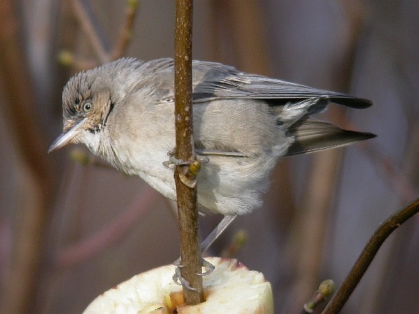 Barred Warbler