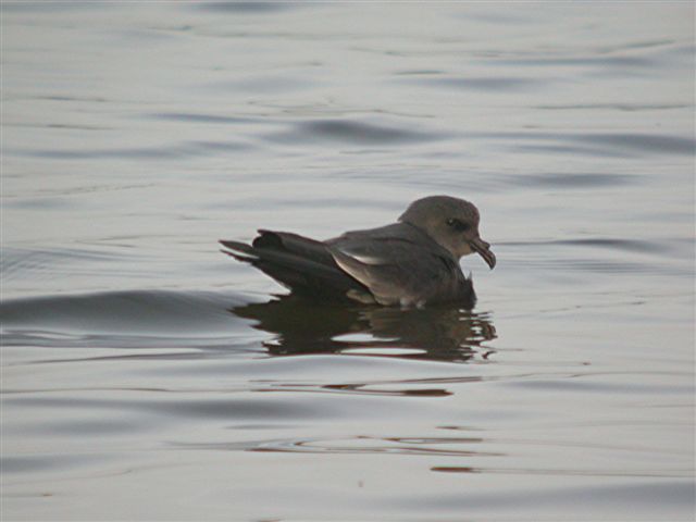 Leach's Petrel