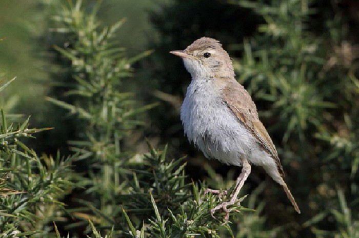 Booted Warbler