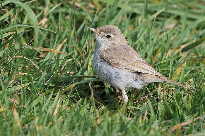Booted Warbler