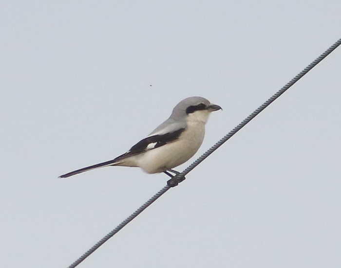Great Grey Shrike