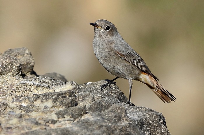 Black Redstart