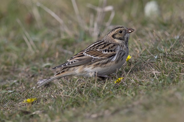 Lapland Bunting