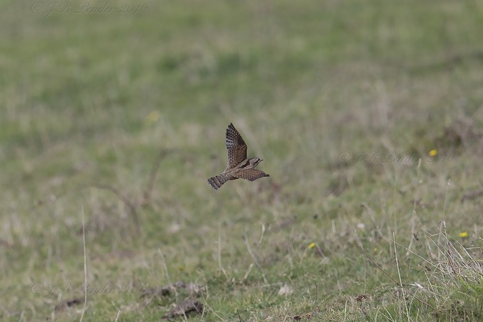 Wryneck